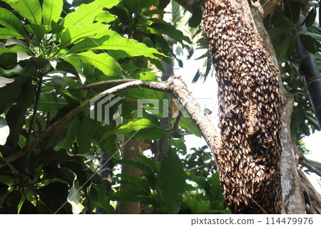 Honey bee on tree in jungle Honey bee on tree in jungle 114479976