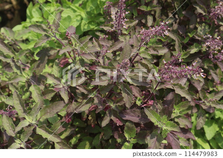Holy Basil plant on farm Holy Basil plant on farm 114479983