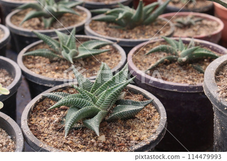 Haworthiopsis limifolia plant on pot Haworthiopsis limifolia plant on pot 114479993