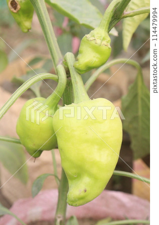 Banana pepper on tree in farm Banana pepper on tree in farm 114479994