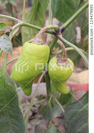 Banana pepper on tree in farm Banana pepper on tree in farm 114479995