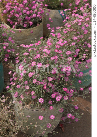 gypsophila muralis flower plant on nursery 114480000