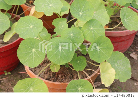 Garden Nasturtium flower plant on nursery Garden Nasturtium flower plant on nursery 114480012