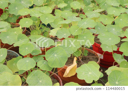 Garden Nasturtium flower plant on nursery 114480015