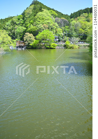 Lake Kamokita - Spring scenery with fresh greenery on the lakeside Lake Kamokita - Spring scenery with fresh greenery on the lakeside 114480031