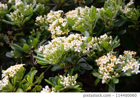 Sweetly scented flower, Pittosporum tobira Sweetly scented flower, Pittosporum tobira 114480060