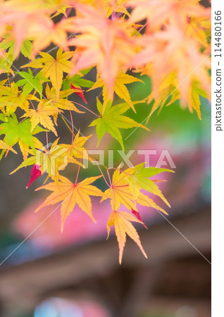 Japanese style image: Autumn {Maple leaves in the temple grounds} Japanese style image: Autumn {Maple leaves in the temple grounds} 114480166