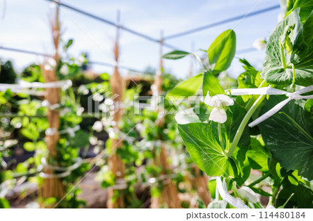 白鬍子的白花 114480184