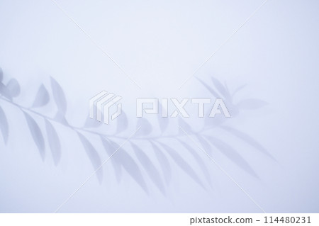 Background material of leaf shadows - Summer image 114480231