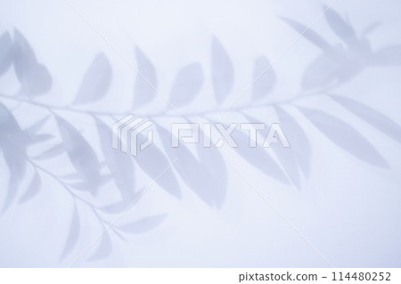 Background material of leaf shadows - Summer image 114480252