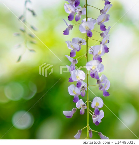 Wisteria flowers Wisteria flowers 114480325
