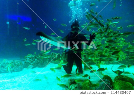 Marine staff feeding the fish Marine staff feeding the fish 114480407