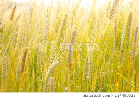 麥田 麥田 114480522