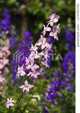 春天五月田裡盛開的粉紅色粳稻花 114480760