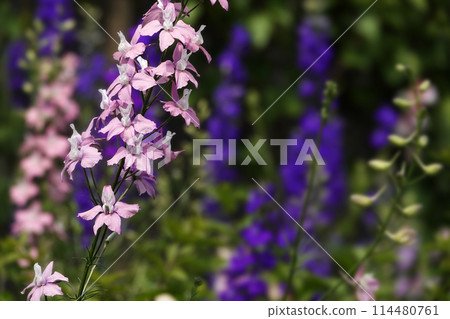 Pink delphinium flowers blooming in the spring field in May Pink delphinium flowers blooming in the spring field in May 114480761
