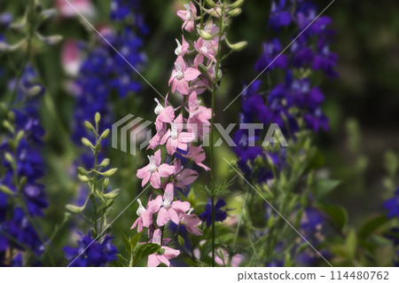 Pink delphinium flowers blooming in the spring field in May 114480762