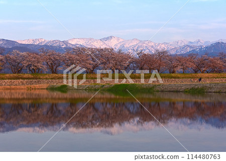 Tulips at Asahifunakawa in Asahi Town, Toyama Prefecture Tulips at Asahifunakawa in Asahi Town, Toyama Prefecture 114480763