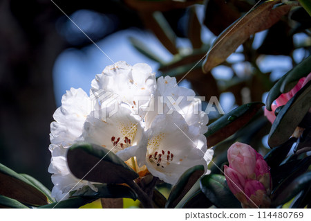 屋久島世界自然遺產:屋久島杜鵑花(六月) 屋久島世界自然遺產:屋久島杜鵑花(六月) 114480769