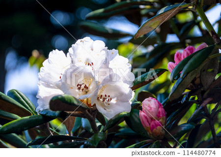 屋久島世界自然遺產:屋久島杜鵑花(六月) 屋久島世界自然遺產:屋久島杜鵑花(六月) 114480774