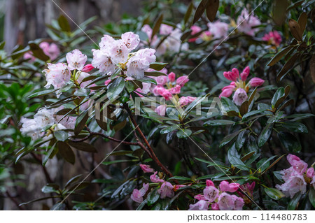 屋久島世界自然遺產：屋久島杜鵑花（六月） 114480783