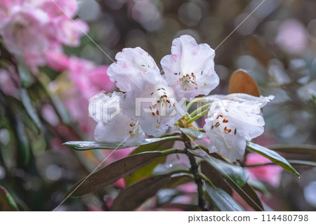 Yakushima World Natural Heritage Site: Yakushima Rhododendron (June) 114480798