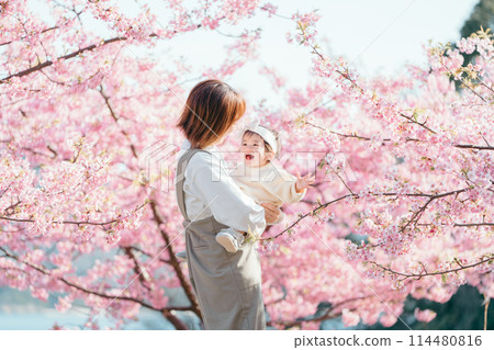 Kawazu cherry blossoms parent and child smile Kawazu cherry blossoms parent and child smile 114480816