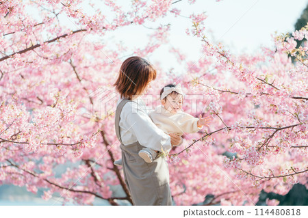 Kawazu cherry blossoms parent and child smile Kawazu cherry blossoms parent and child smile 114480818