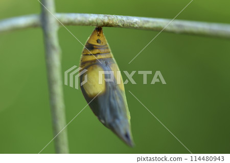 公園圍欄上的蝴蝶蛹特寫 114480943