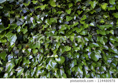 Detail of green background of decorative bushes in the city 114480978