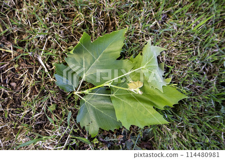 Detail of green background of decorative bushes in the city 114480981