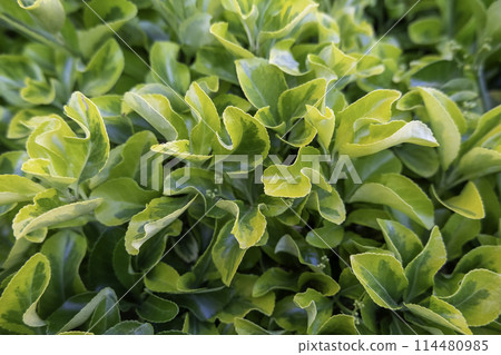 Detail of green background of decorative bushes in the city Detail of green background of decorative bushes in the city 114480985