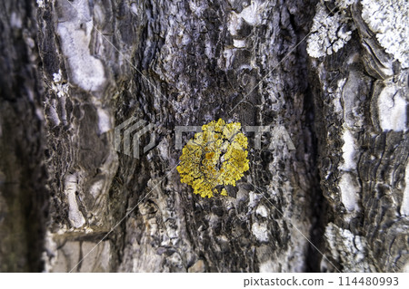 Detail of dry tree bark in a forest, nature 114480993
