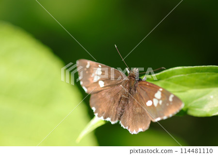蝴蝶捕捉透過樹林的陽光(自然光+閃光燈、微距特寫攝影) 蝴蝶捕捉透過樹林的陽光(自然光+閃光燈、微距特寫攝影) 114481110