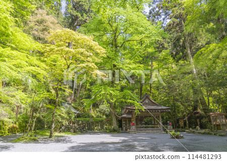 Kifune Shrine Okumiya: The worship hall and main hall, surrounded by fresh greenery 114481293