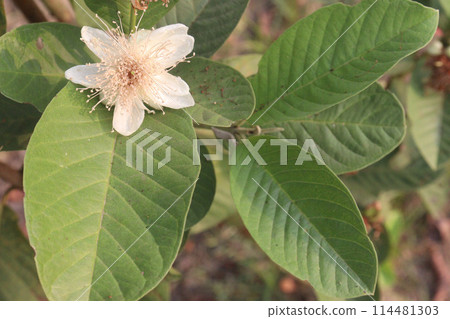 Common guava flower on tree in farm Common guava flower on tree in farm 114481303
