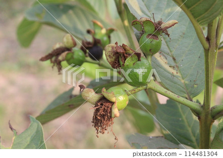 Common guava flower on tree in farm Common guava flower on tree in farm 114481304