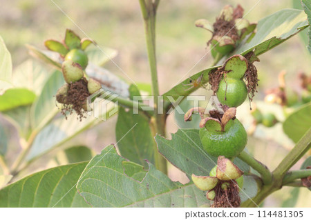 Common guava flower on tree in farm Common guava flower on tree in farm 114481305