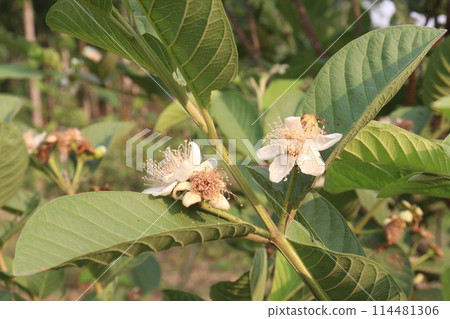 Common guava flower on tree in farm Common guava flower on tree in farm 114481306