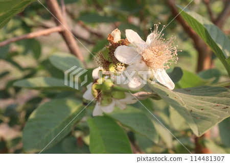 Common guava flower on tree in farm Common guava flower on tree in farm 114481307