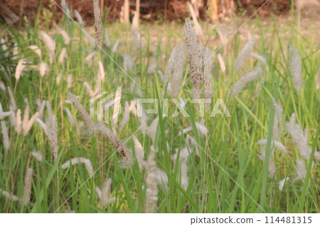 Cogon grass flower plant on jungle 114481315