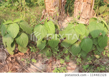Ficus hispida on tree in jungle Ficus hispida on tree in jungle 114481328