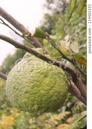 Citrus aurantium Linn on tree Citrus aurantium Linn on tree 114481333