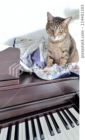 [Rescue cat] A brown tabby cat relaxing on top of the piano in the living room 114481383
