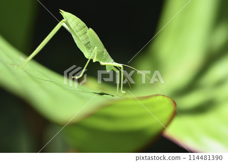森林綠葉上的褐背露斯昆蟲特寫 森林綠葉上的褐背露斯昆蟲特寫 114481390