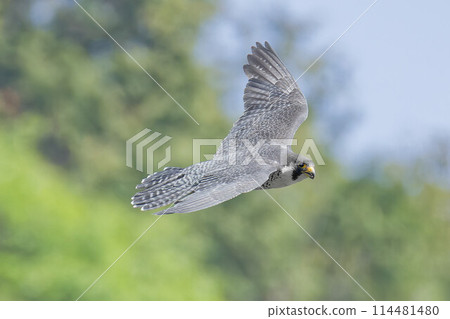 Flying scene of falcon flying in fresh green background 114481480