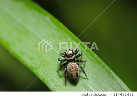A female white-veined jumping spider on a green leaf (natural light + macro close-up photo) 114481481