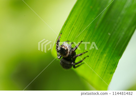 綠葉上的雌性黃斑蜘蛛（自然光+微距特寫照片） 114481482