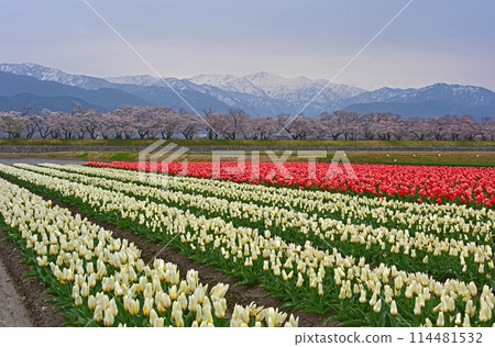 Asahi-cho, Toyama Prefecture, Asahi-funakawa, cherry blossoms, tulips and Mount Asahi 114481532