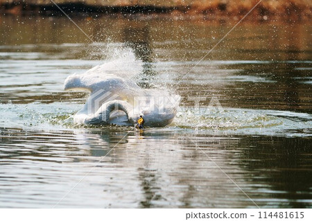 A whooper swan bathing in water "Wild bird" A whooper swan bathing in water "Wild bird" 114481615