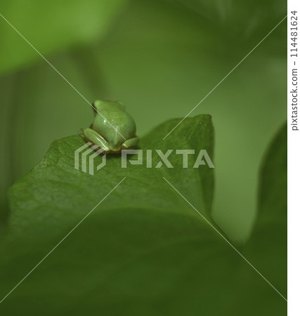 草叢裡的綠色諸羅樹蛙特寫 草叢裡的綠色諸羅樹蛙特寫 114481624